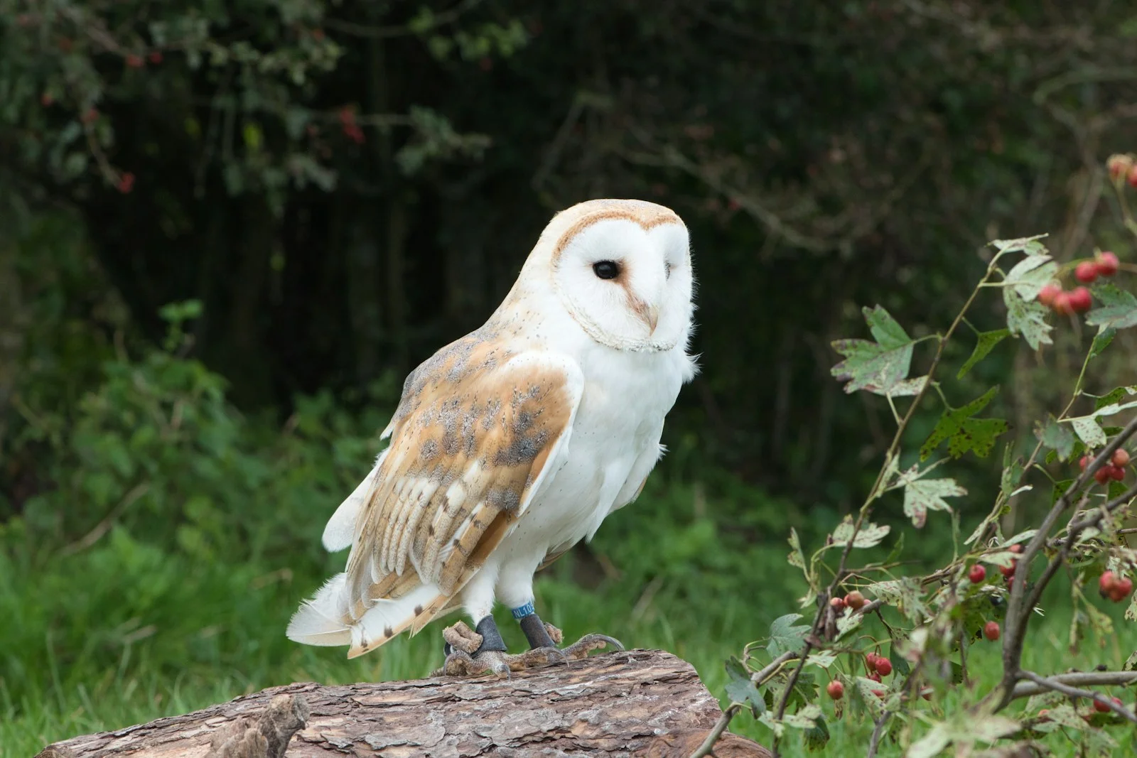 A barn owl perched on a weathered log among green foliage